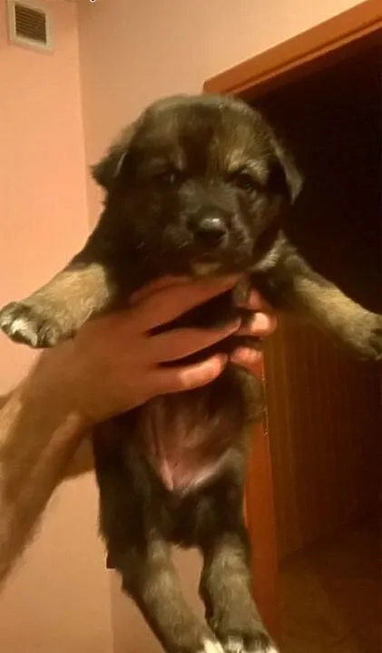 Oddam szczeniaki w dobre ręce, świętokrzyskie Kaz