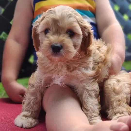 Szczeniak rasy Cavapoo, posiada wszystkie dokumenty i rodowód., , Lubin