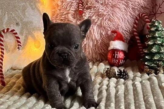 Buldog francuski do rezerwacji, Śląskie, Częstochowa