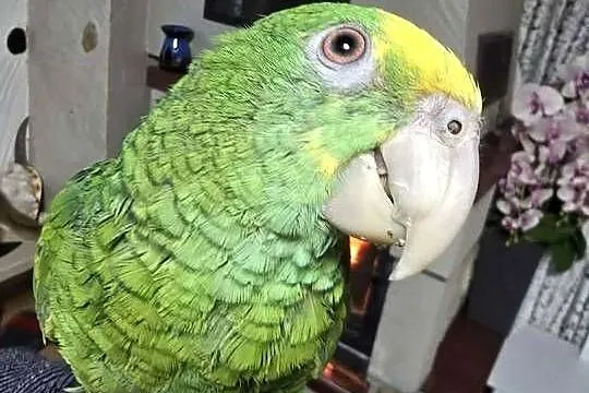 Sprzedam Amazonkę Oratrix