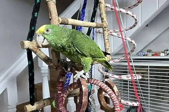 Sprzedam Amazonkę Oratrix, Mazowieckie, Piaseczno