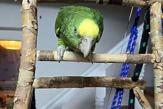 Sprzedam Amazonkę Oratrix, Mazowieckie, Piaseczno