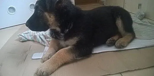 Rodzeństwo Brutus i Carmen W TYPIE OWCZARKA NIEMIE