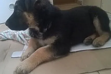 Rodzeństwo Brutus i Carmen W TYPIE OWCZARKA NIEMIE