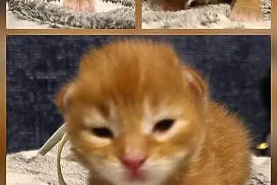Maine coon do rezerwacji odbior lipiec