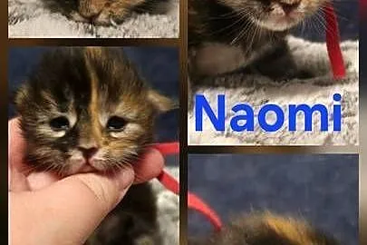 Maine coon do rezerwacji odbior lipiec, Zachodniopomorskie, Szczecin