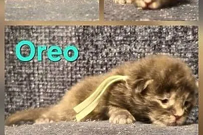 Maine coon do rezerwacji odbior lipiec, Zachodniopomorskie, Szczecin