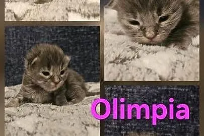 Maine coon do rezerwacji odbior lipiec, Zachodniopomorskie, Szczecin