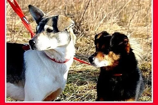 Średni,delikatny,wesoły piesek FALCO do domu z ogr