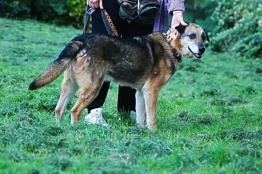 Rufus - za dużo,żeby umrzeć, za mało,żeby żyć - psi ideał szuka domu!