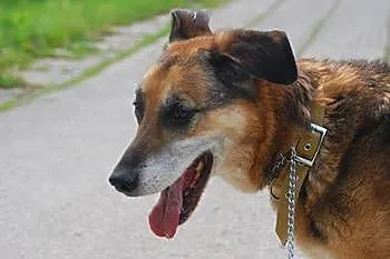 Rufus - za dużo,żeby umrzeć, za mało,żeby żyć - ps