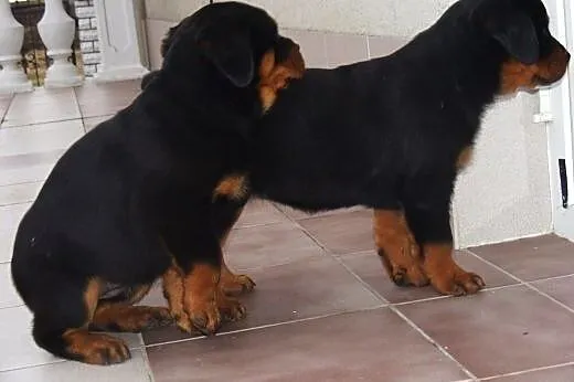 Rottweiler szczenięta gotowe do domów ,  podlaskie