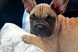 Buldog francuski szczeniak