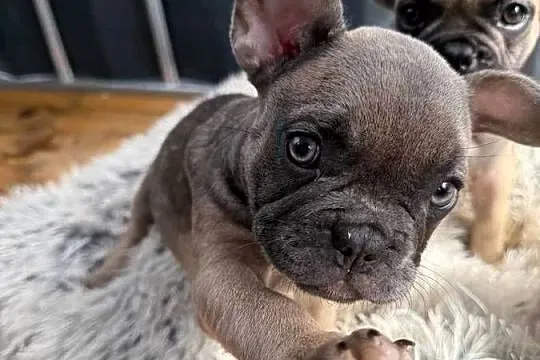 Buldog francuski szczeniak, Małopolskie, Zawoja