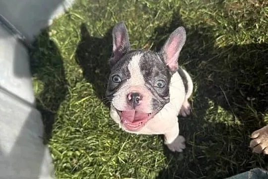 Buldog francuski szczeniak, Małopolskie, Zawoja