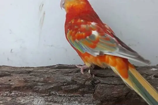Papuga kolorowa