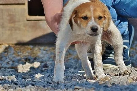 Ciekawy świata i pewny siebie chłopak do adopcji,  mazowieckie Warszawa