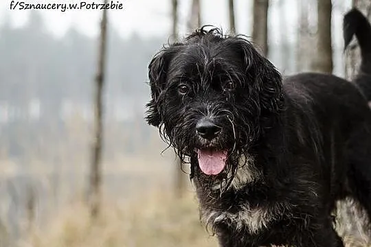 Nero - przyjacielski osierocony mix sznaucera śred
