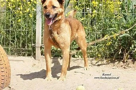 Karmel - spokojny, uczuciowy psiak szuka domu,  ma