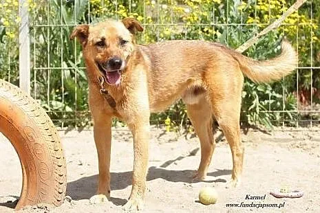 Karmel - spokojny, uczuciowy psiak szuka domu,  ma
