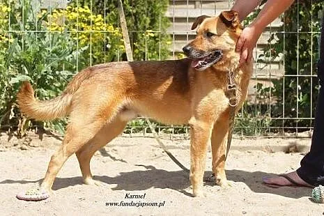 Karmel - spokojny, uczuciowy psiak szuka domu,  ma