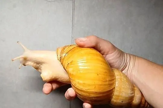 Ślimak afrykański lissachatina fulica albino