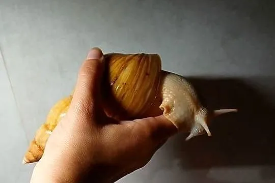 Ślimak afrykański lissachatina fulica albino, Śląskie, Dąbrowa Górnicza