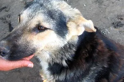 Mix owczarka koło roczny,adopcja!!,  świętokrzyskie Kielce