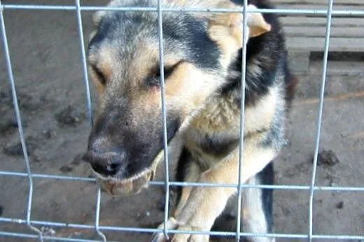 Mix owczarka koło roczny,adopcja!!,  świętokrzyski
