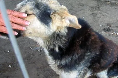 Mix owczarka koło roczny,adopcja!!,  świętokrzyski