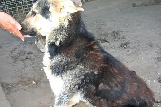 Mix owczarka koło roczny,adopcja!!,  świętokrzyski