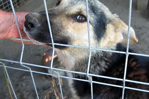 Mix owczarka koło roczny,adopcja!!,  świętokrzyski