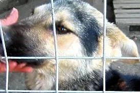 Mix owczarka koło roczny,adopcja!!,  świętokrzyski
