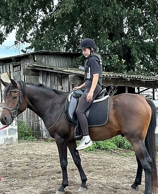 Ogier w typie araba 3 lata, Mazowieckie, Radzanów