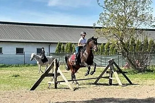Ogier w typie araba 3 lata, Mazowieckie, Radzanów