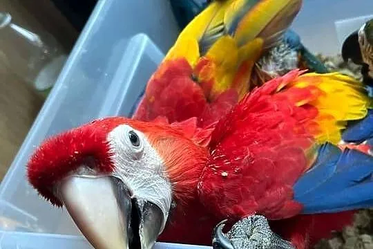 Ara Macao ręcznie karmiona