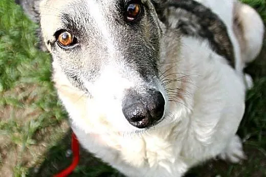 Lilka - kochana, psia przylepa o przepięknych oczach,  Kundelki cała Polska