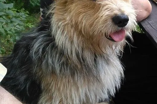 RUDZIK mix terierka mądry, radosny piesek szuka DO