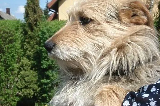 RUDZIK mix terierka mądry, radosny piesek szuka DO
