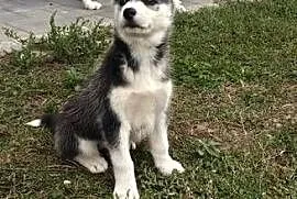 Husky śliczne psiaki z rodowodem