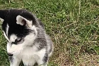 Husky śliczne psiaki z rodowodem, Kujawsko-pomorskie, Turzno