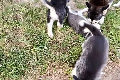 Husky śliczne psiaki z rodowodem, Kujawsko-pomorskie, Turzno