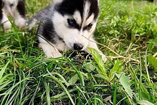 Husky śliczne psiaki z rodowodem, Kujawsko-pomorskie, Turzno