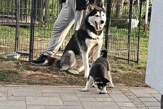 Husky śliczne psiaki z rodowodem, Kujawsko-pomorskie, Turzno