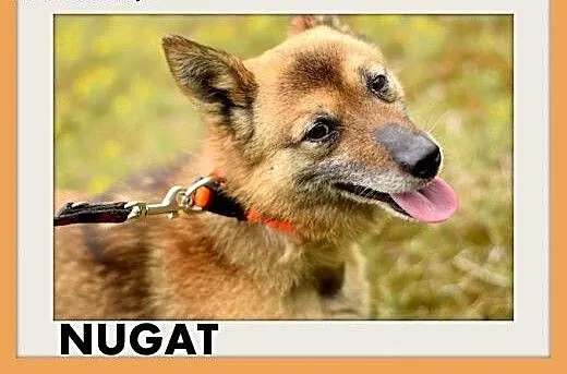 NUGAT,senior,mały,łagodny,rodzinny piesek.ADOPCJA,
