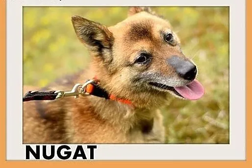 NUGAT,senior,mały,łagodny,rodzinny piesek.ADOPCJA,