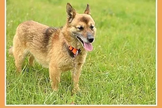 NUGAT,senior,mały,łagodny,rodzinny piesek.ADOPCJA,