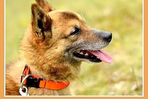 NUGAT,senior,mały,łagodny,rodzinny piesek.ADOPCJA,