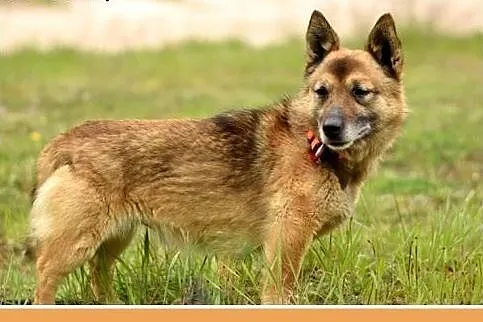 NUGAT,senior,mały,łagodny,rodzinny piesek.ADOPCJA,