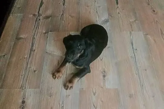 Chwalę się nowym pokoleniem Jagdterierów w Sokółce!, Podlaskie, Sokółka